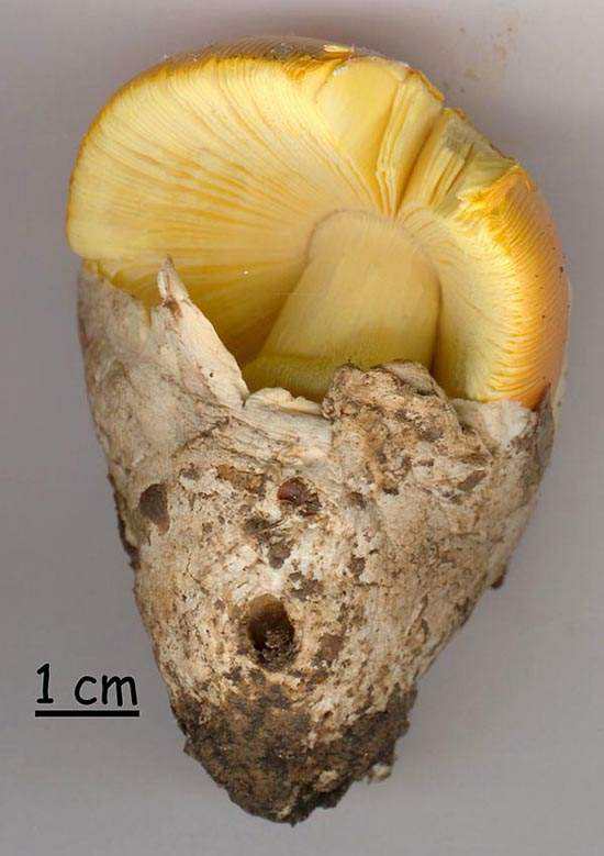 Amanita caesarea